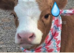 抖音吃瓜娱乐,揭秘网红圈幕后故事