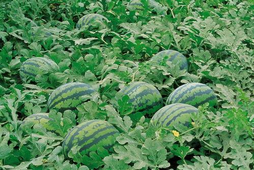 今日吃瓜91吃的朝阳群,今日吃瓜91揭秘神秘社交圈