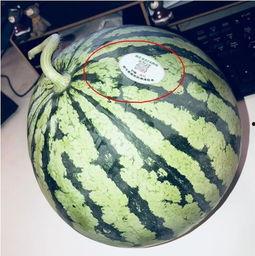 淄博网红吃瓜,揭秘美食背后的故事