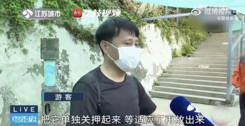 网红吃瓜小玉